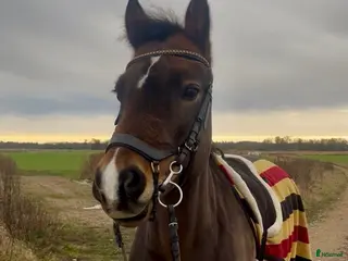 hästar Charmig c-ponny - Annons 6