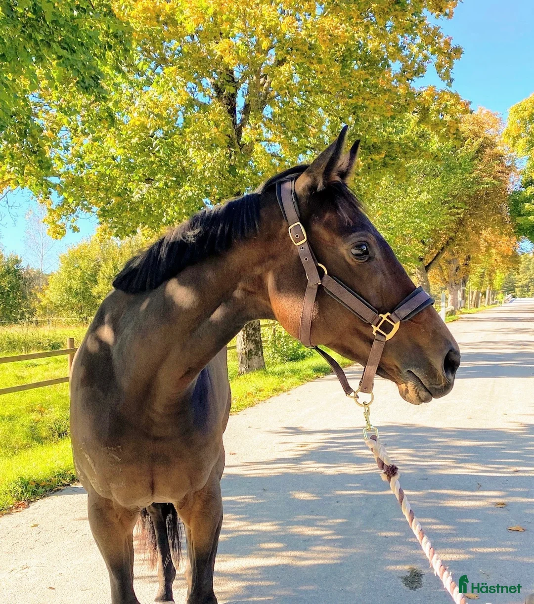 Allround hästar till salu: Fantastiskt sto med personlighet i Åkersberga - Annons 1