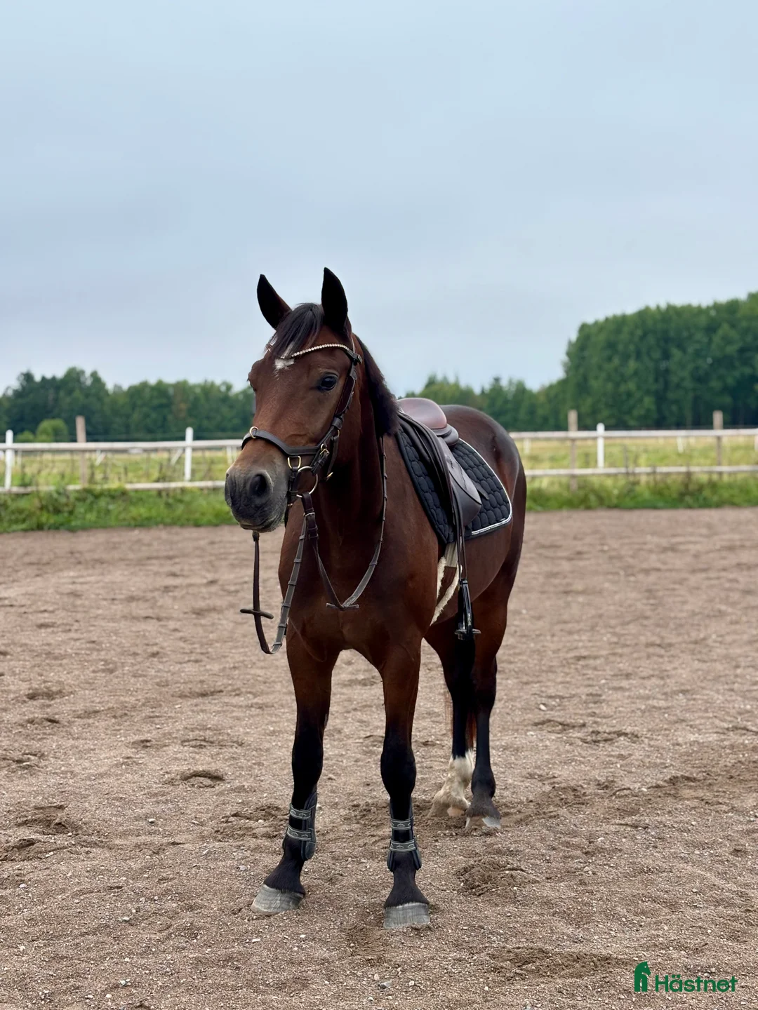 Allround hästar till salu: Kvick D-Ponny med framtidspotential i valfri gren! i Karlskoga - Annons 2