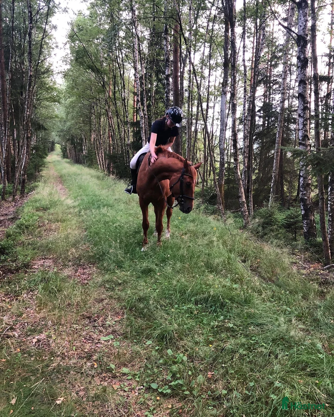 Hoppning hästar sökes: Hopphäst sökes!  i Kinna - Annons 1