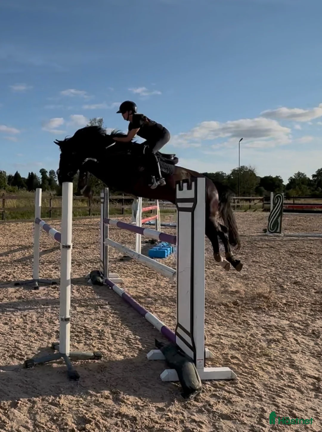 Hoppning hästar till salu: Välhoppande valack med toppstam - Annons 1