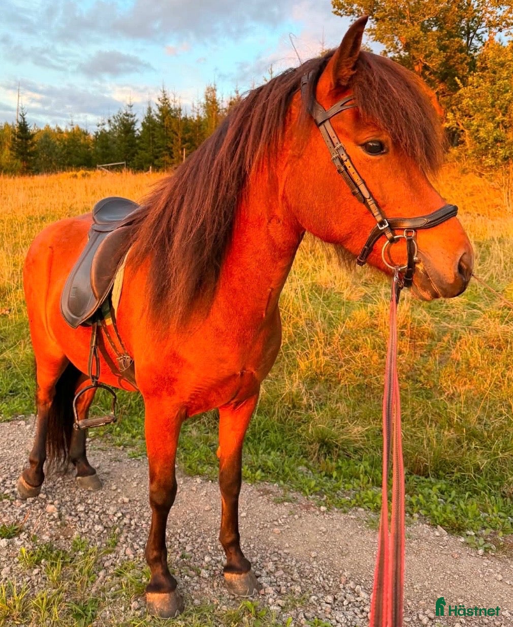  hästar Vackert supertrevligt lovande sto! - Annons 17