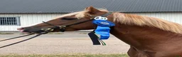 Allround hästar till salu: Lovande Welsh cob hingst - Annons 3