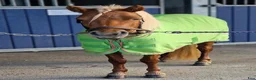 Trav hästar till salu: Fantastiskt Shetlandssto - Annons 4