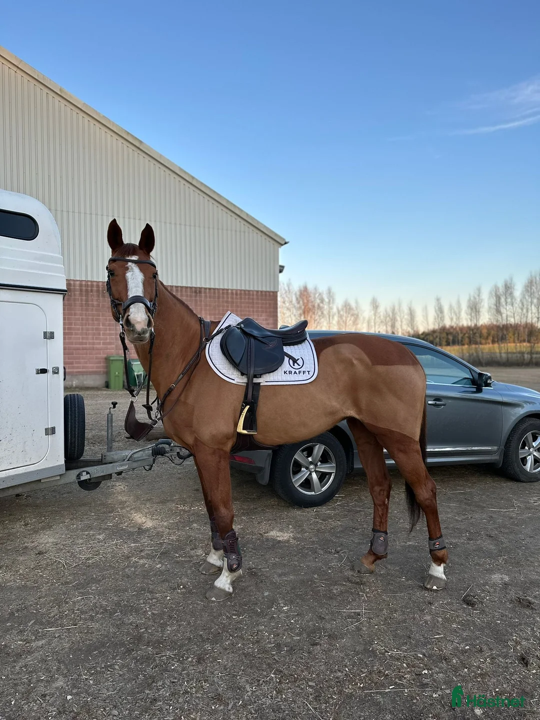 Allround hästar till salu: Personligt SWB-sto i Ullared - Annons 4