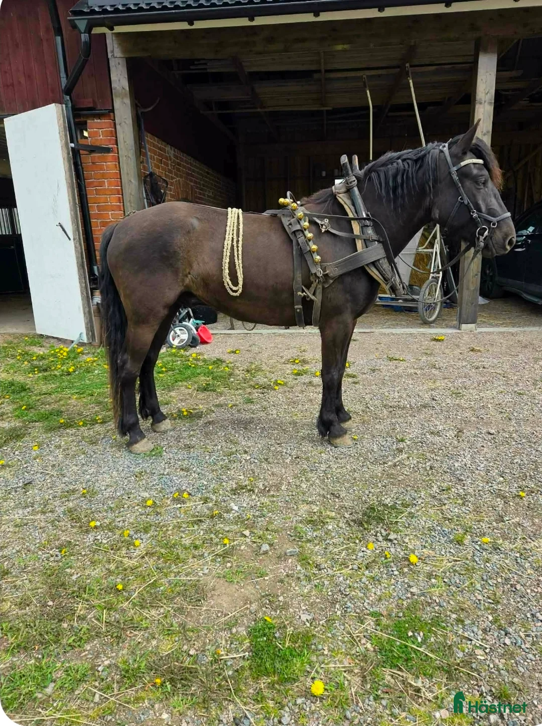 Allround hästar till salu: Trevlig och stabil valack - Annons 3