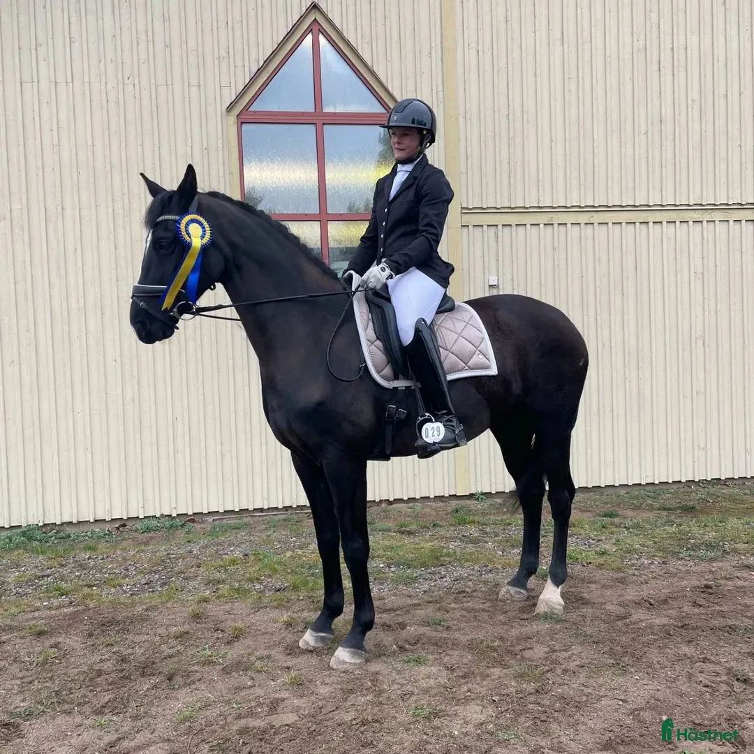 Allround hästar till salu: Fantastiskt vackra Soya - Annons 5