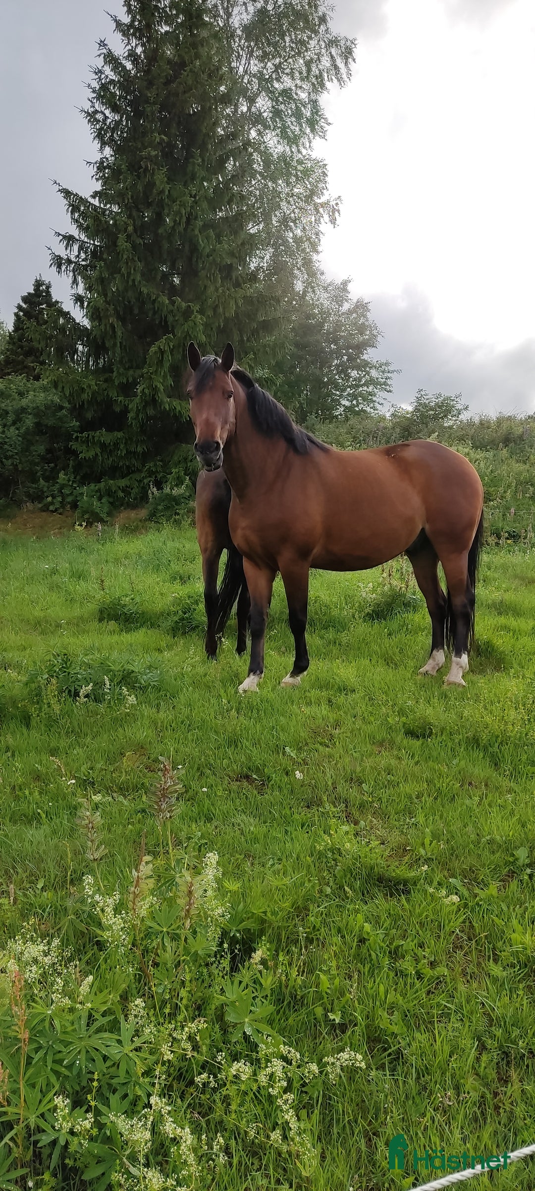 Allround hästar till salu: Ragnar säljes/bytes i Blidsberg - Annons 7