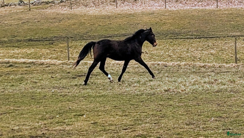  hästar Mycket 2-åring med topp dressyrstam!  - Annons 19