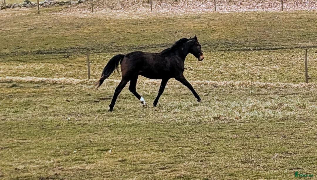 Dressyr hästar till salu: Mycket 2-åring med topp dressyrstam!  - Annons 1