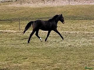 hästar Mycket 2-åring med topp dressyrstam! - Annons 19