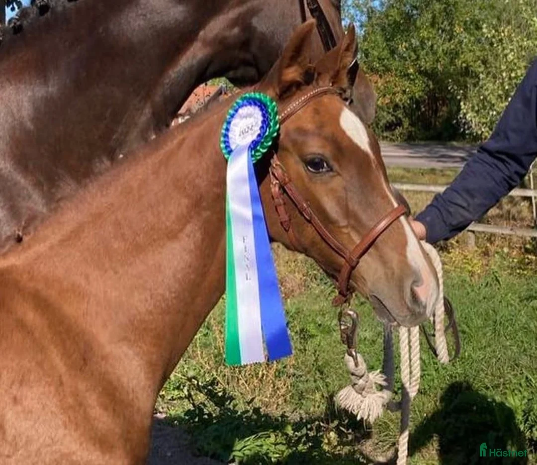 Dressyr hästar till salu: Hingst med det lilla extra i Östervåla - Annons 2