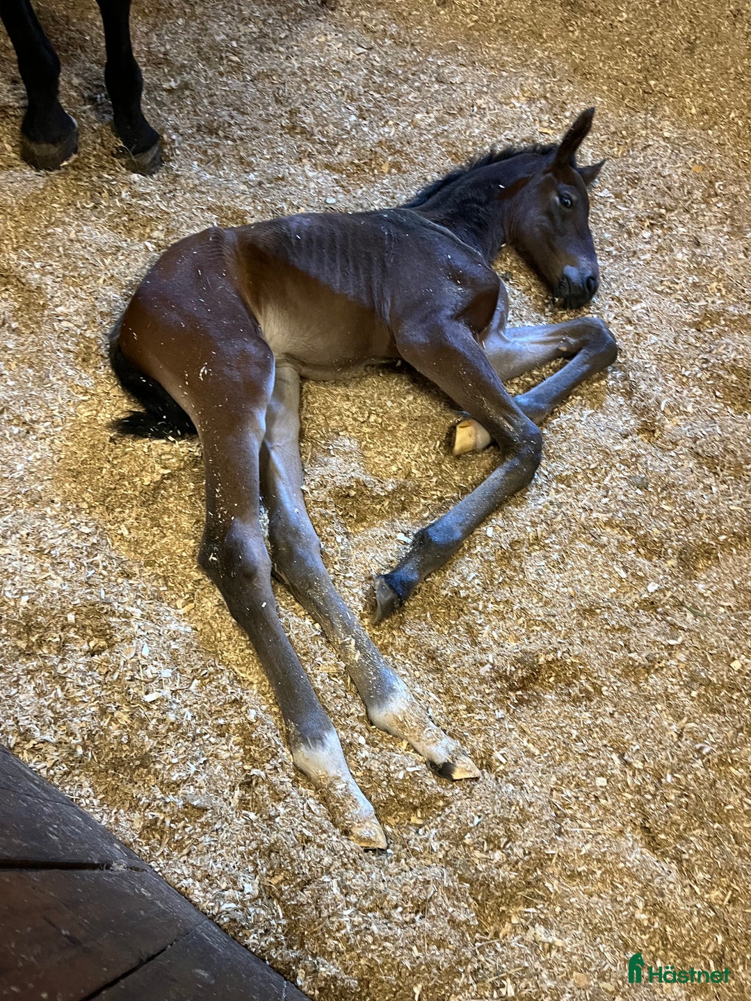 Avelshästar hästar till salu: Top avlshoppe sælges, hophest - Annons 24