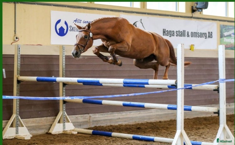  hästar i Jönåker - Annons 7