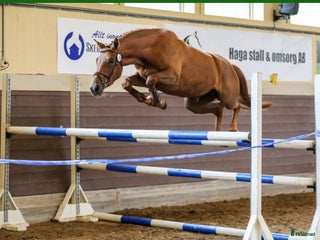 hästar Avelsto eller ridhäst i Jönåker - Annons 14