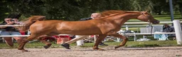 Allround hästar till salu: Fint snällt sto 12 år - Annons 3