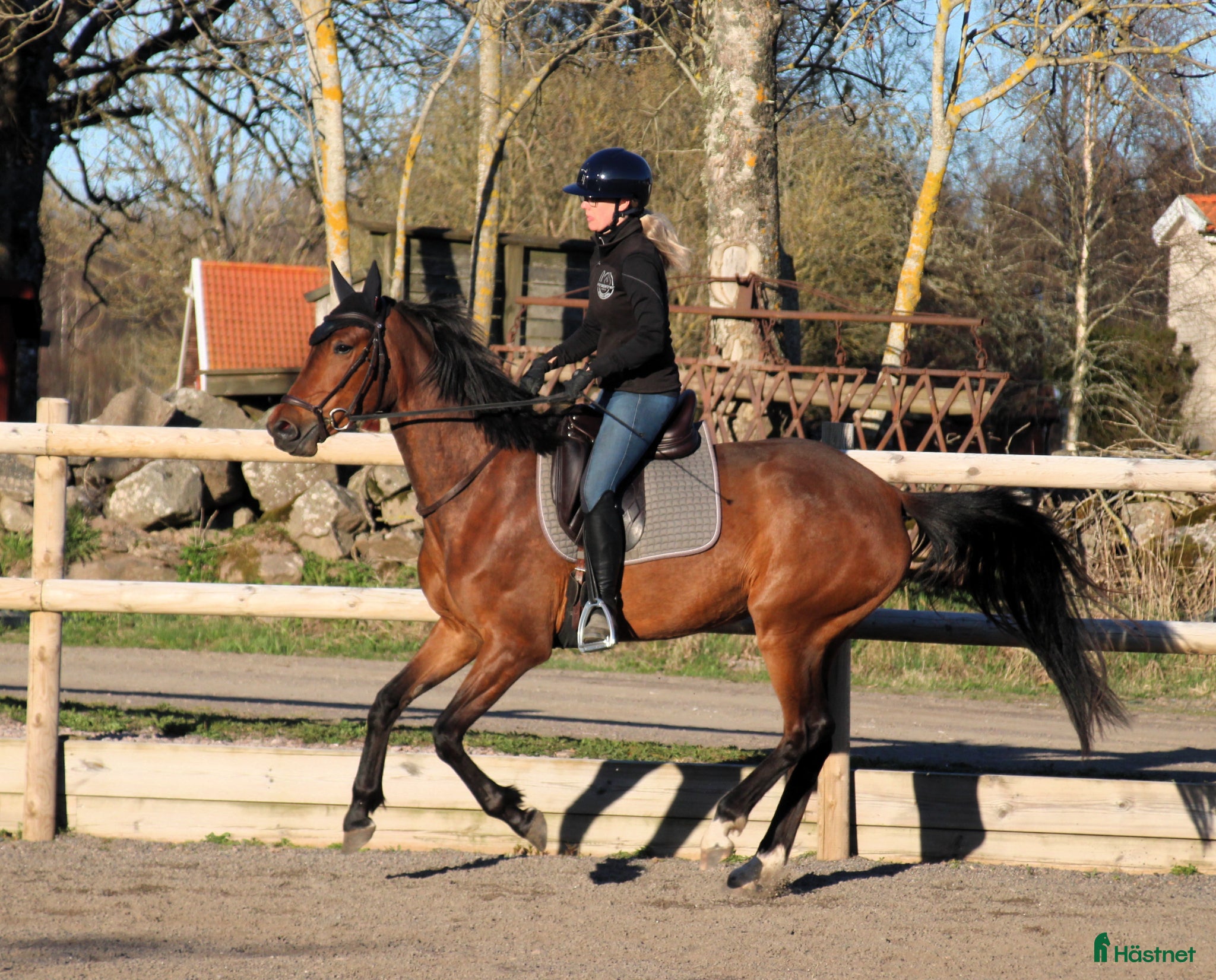  hästar 3-årigt diplomsto med toppstam  - Annons 2