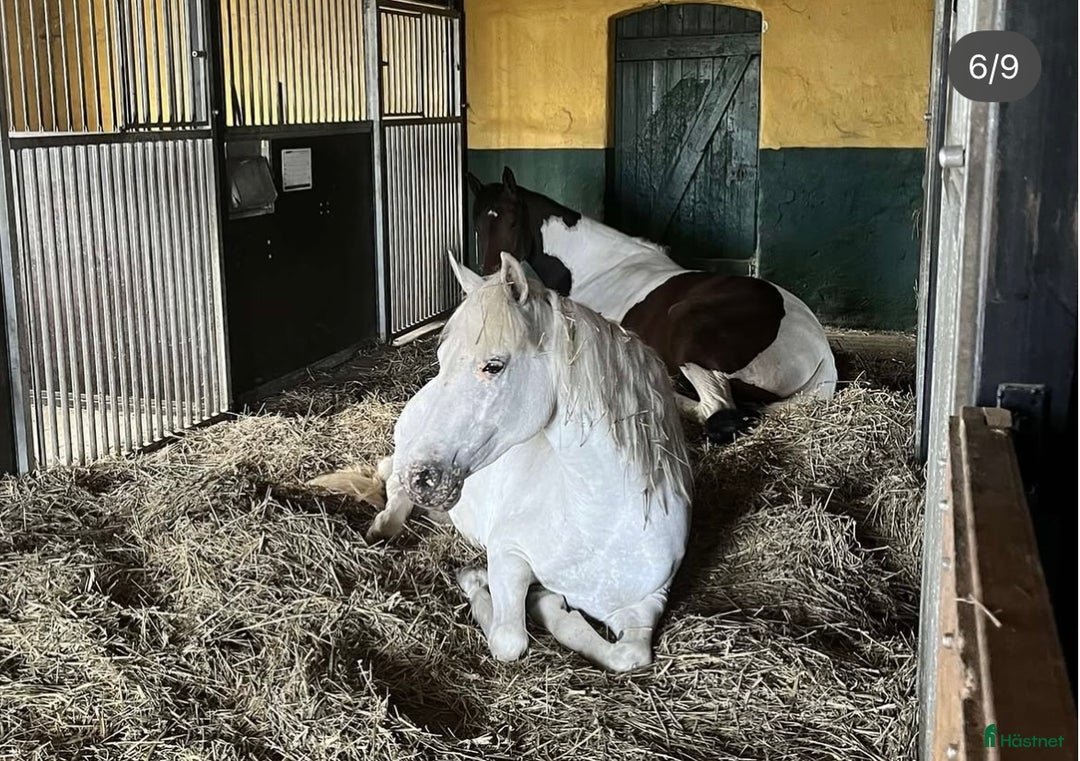 Allround hästar till salu: Connemarakorsning söker bästavän  i Eksjö - Annons 8