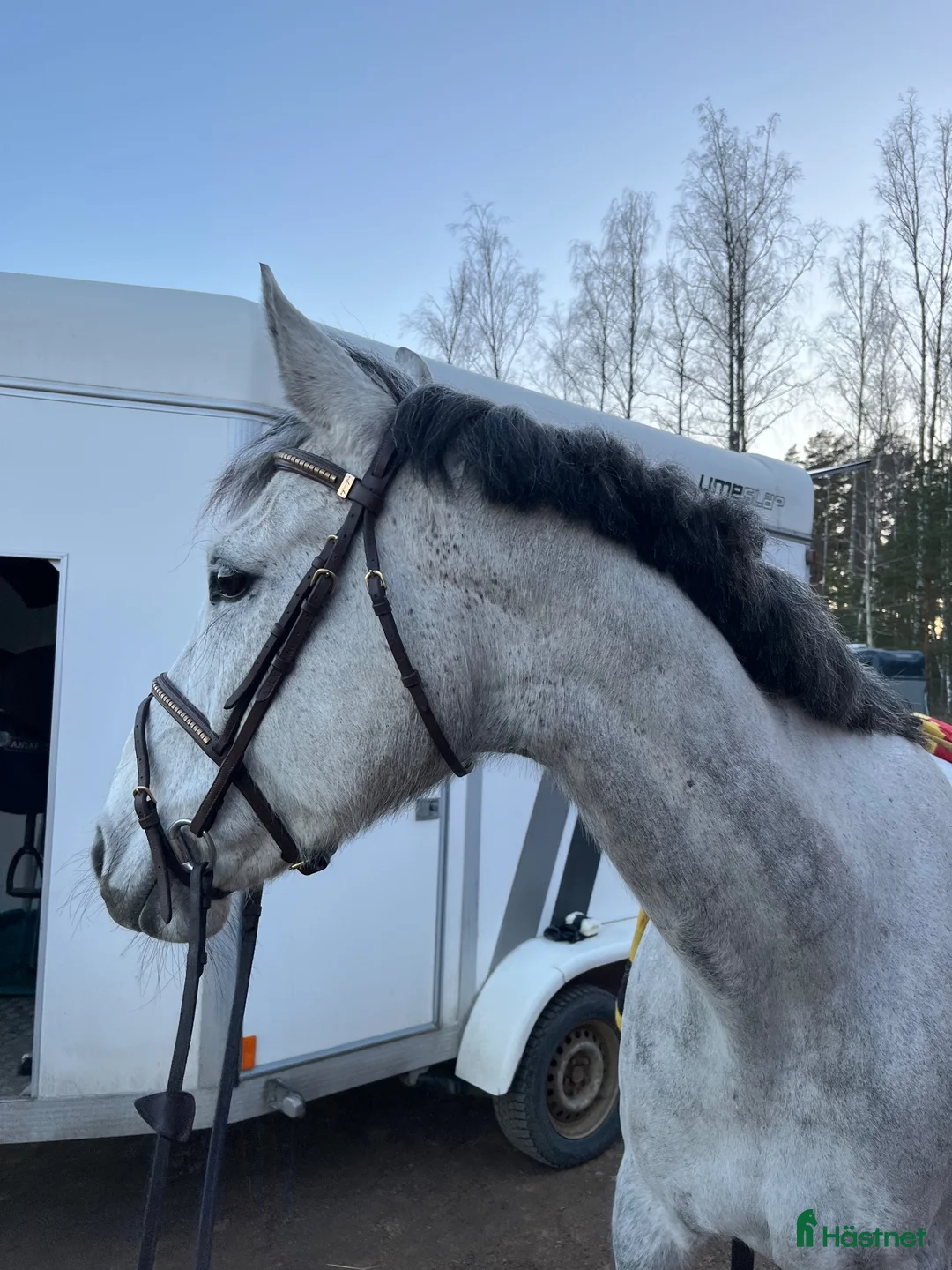 Hoppning hästar till salu: Fantastiskt sto - Annons 2