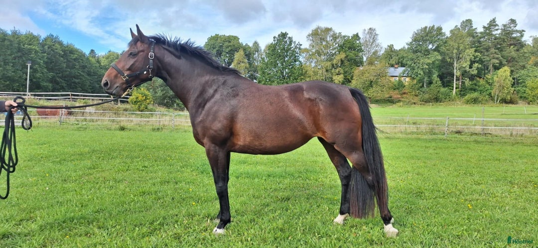 Avelshästar hästar till salu: Sto dräktig med janeiro de bieville i Södertälje - Annons 2