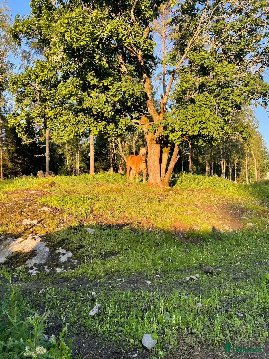  stallplats finnes: Boxplats finns utanför Mariefred  - Annons 1