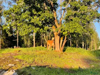 stallplats finnes: Boxplats finns utanför Mariefred - Annons 2