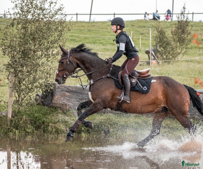  hästar Bästavän i Fristad - Annons 11