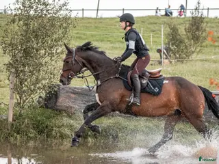 hästar Bästavän i Fristad - Annons 11