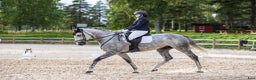 Fälttävlan hästar till salu: 7 y/o eventing horse for the future. i Jessheim - Annons 4