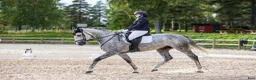 Fälttävlan hästar till salu: 8 y/o eventing horse for the future. - Annons 6