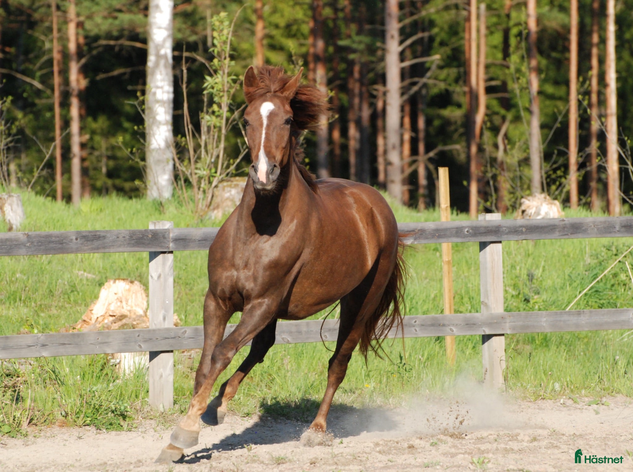  hästar Töltande storhäst - Annons 13