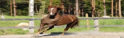 Allround hästar till salu: Töltande storhäst - Annons 1