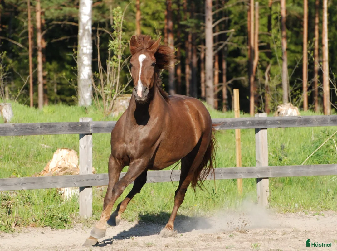 Allround hästar till salu: Töltande storhäst - Annons 1