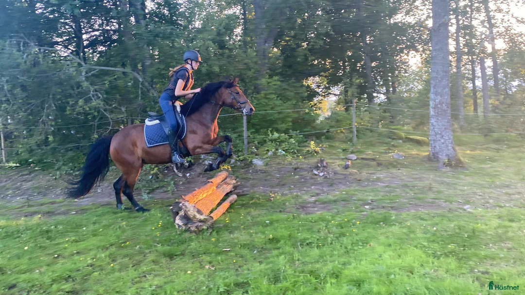 Allround hästar till salu: Reserverad Fint D-ponnysto efter elithingst - Annons 4