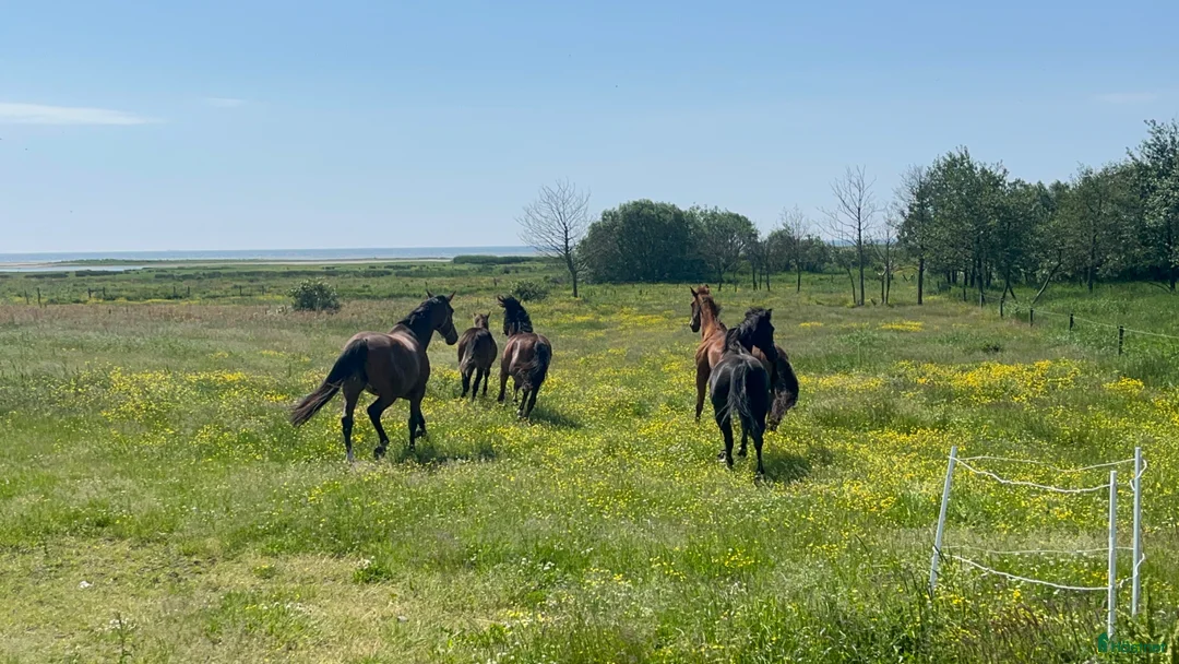  stallplats finnes: Sommarbete!  - Annons 1