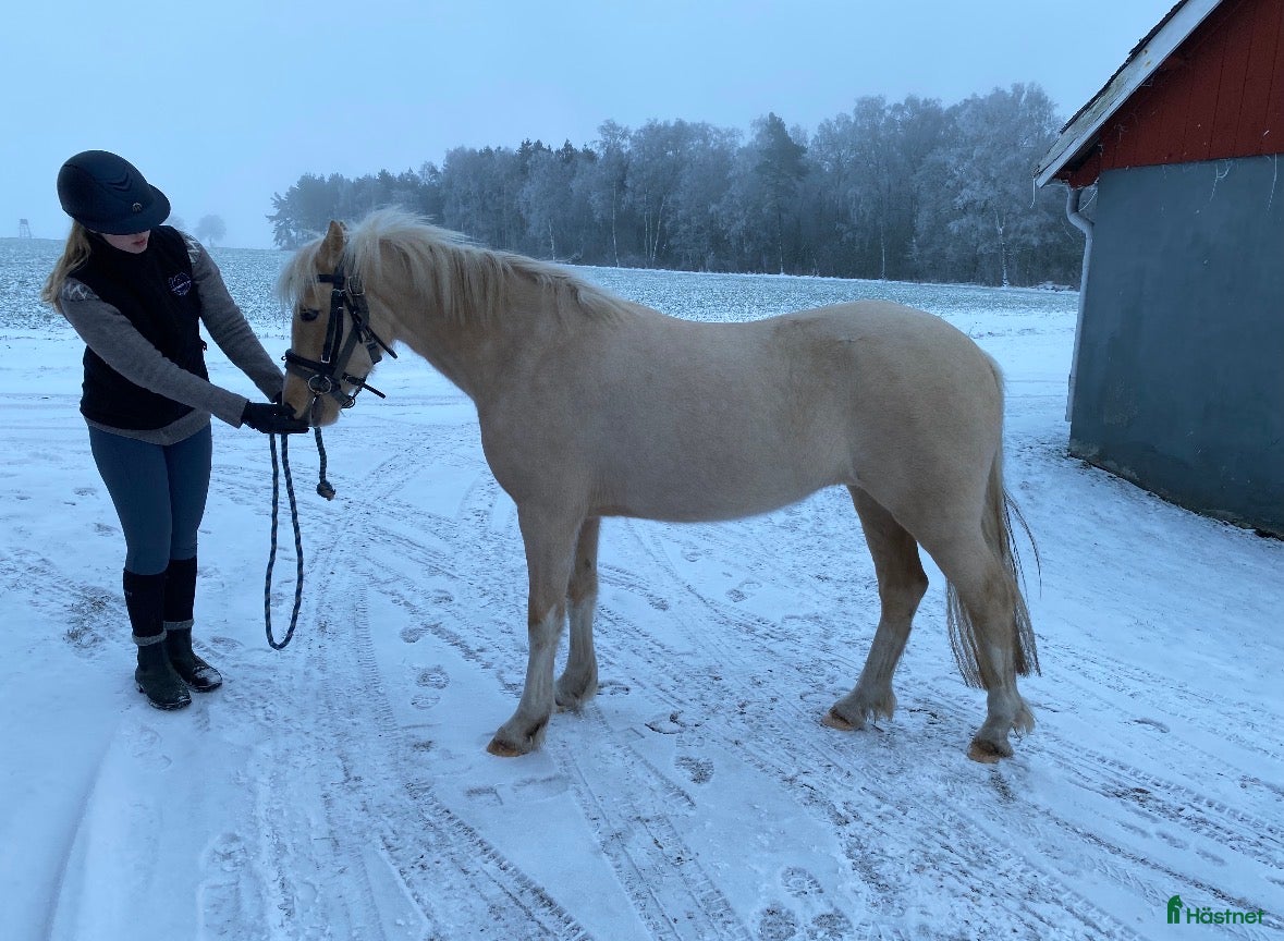  hästar Toppstammat sec C sto i Laholm - Annons 5