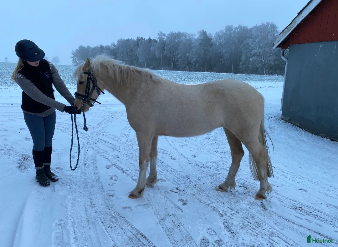 Allround hästar till salu: Toppstammat sec C sto i Laholm - Annons 1