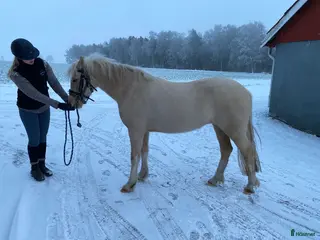 hästar Toppstammat sec C sto i Laholm - Annons 4