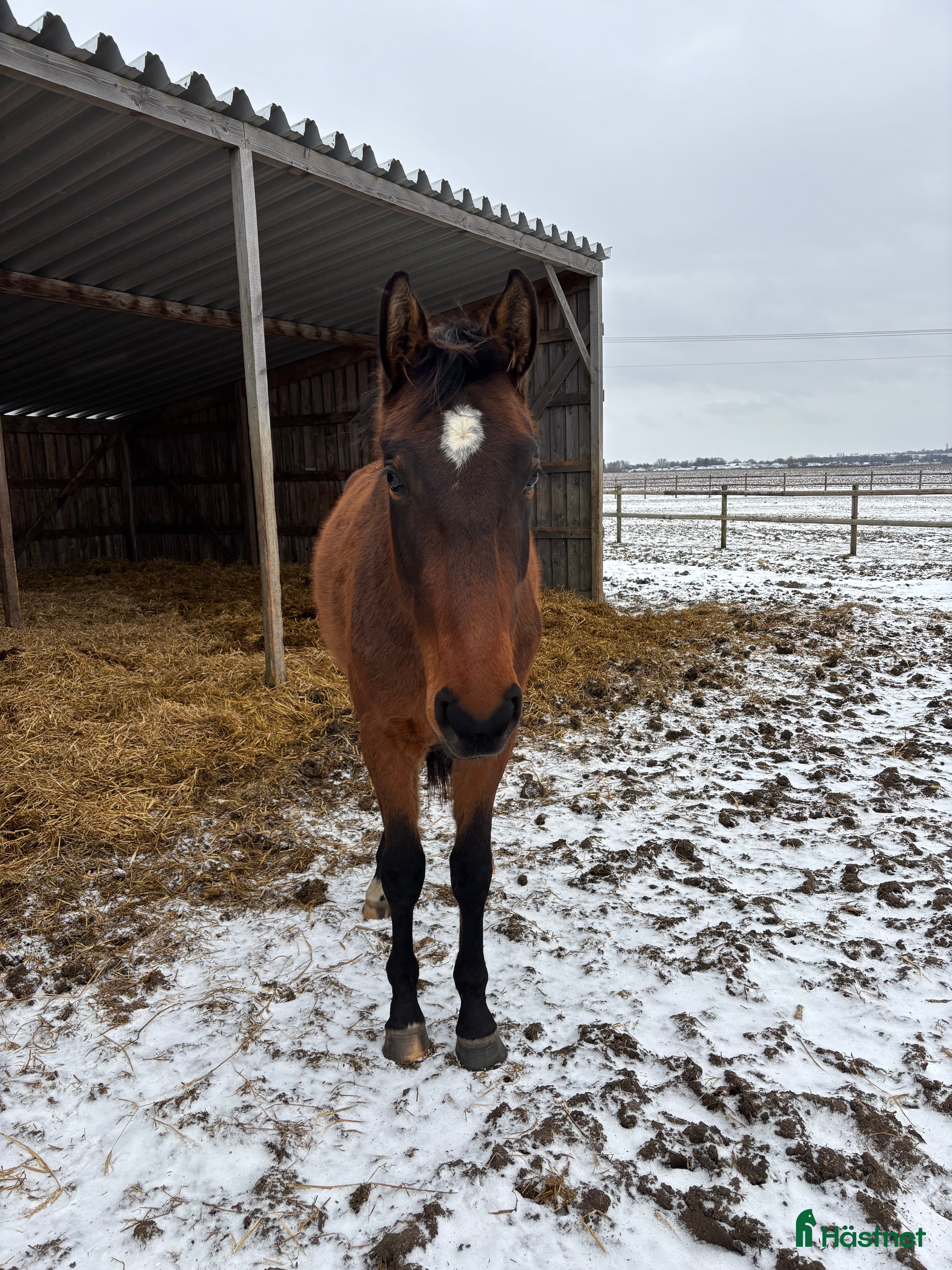 Hoppning hästar till salu: VALACK FÖDD 2023 i Dösjebro - Annons 1