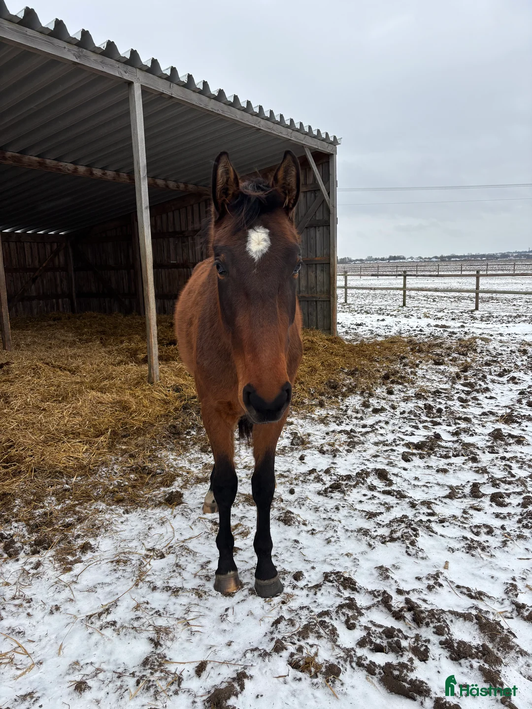 Hoppning hästar till salu: VALACK FÖDD 2023 i Dösjebro - Annons 1