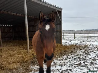 hästar VALACK FÖDD 2023 i Dösjebro - Annons 4