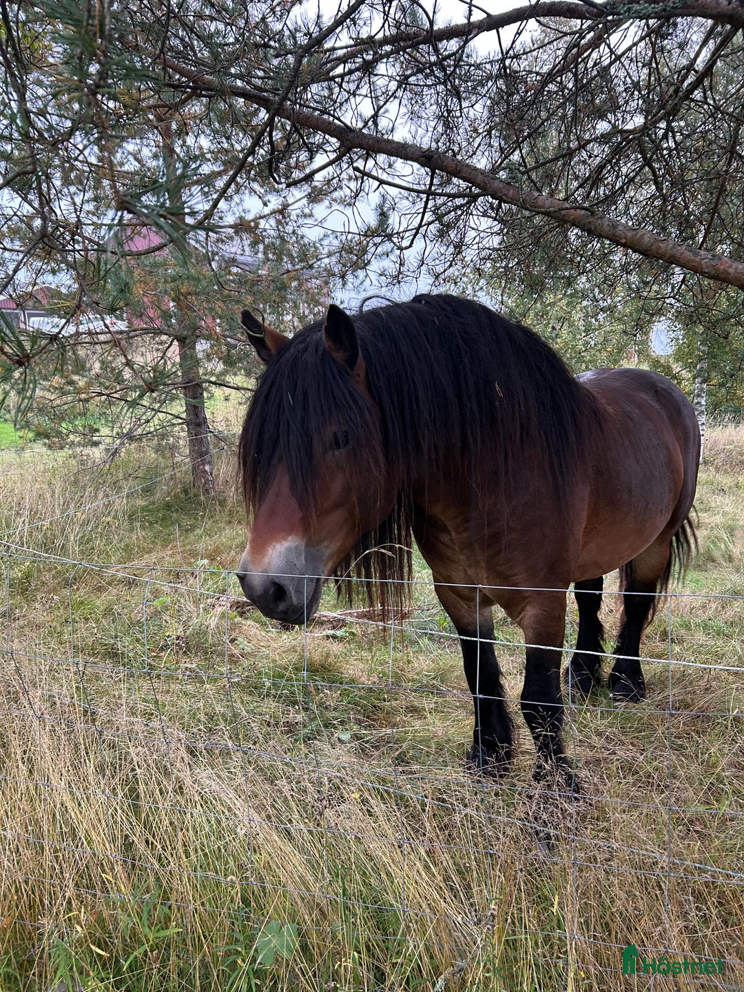 Allround hästar till salu: Nordsvensk  i Älandsbro - Annons 2