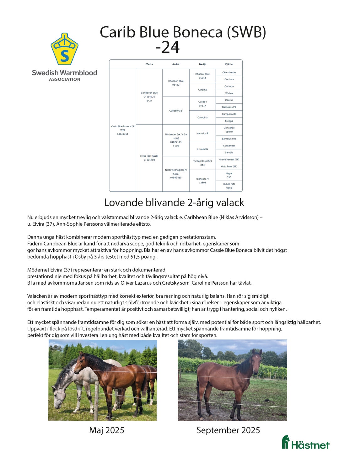 Hoppning hästar till salu: Lovande blivande 2-åring  i Klippan - Annons 3