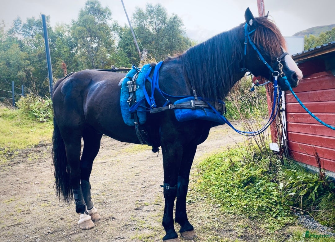 Trav hästar till salu: Kaldblodstraver selges i Harstad - Annons 6