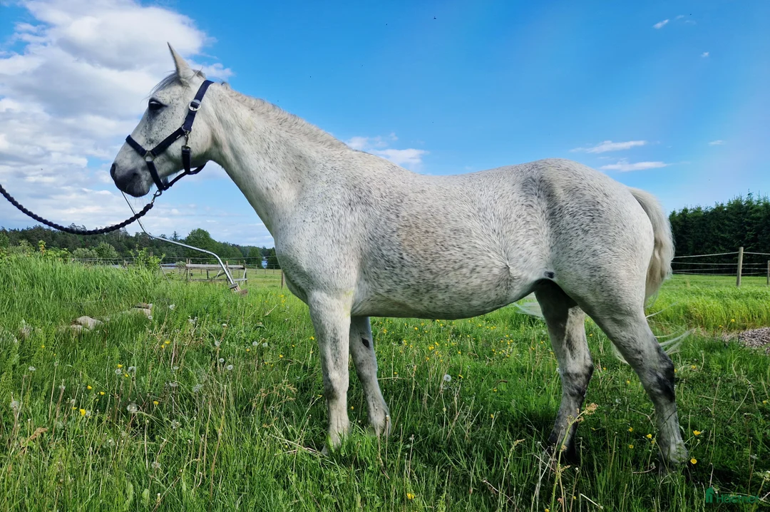 Avelshästar hästar till salu: Connemara till avel och sällskap - Annons 3