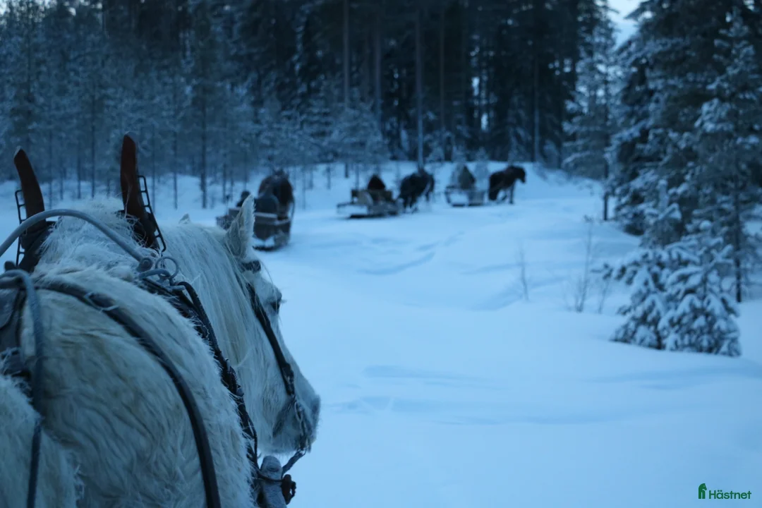 Körning hästar till salu: Bruksnordis 17 år Foder eller köp - Annons 2