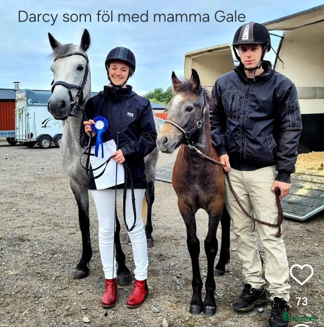 Allround hästar till salu: Svenskfödd, riden, supersnäll 3-åring med fin stam i Fjärdhundra - Annons 12