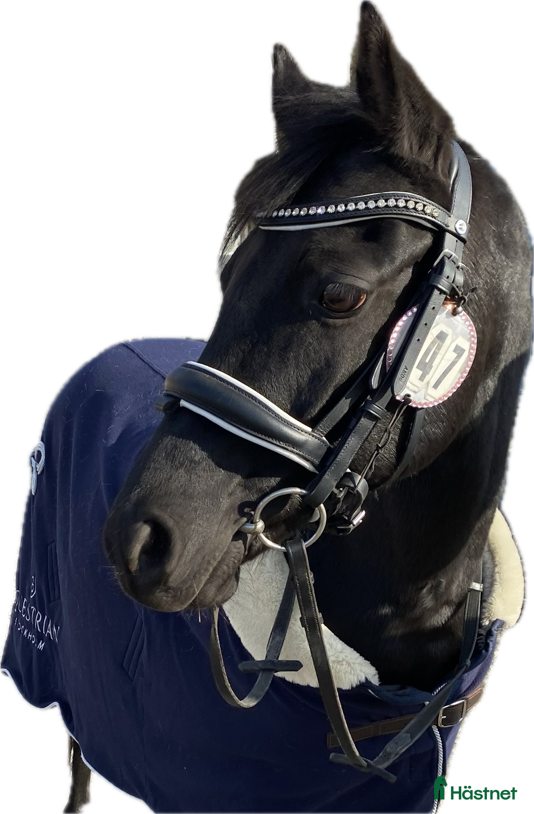  medryttarhäst finnes: B-ponny i Tulebo/Kållered i Mölndal - Annons 1