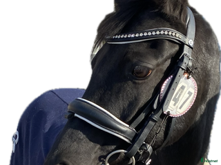 medryttarhäst finnes: B-ponny i Tulebo/Kållered i Mölndal - Annons 3