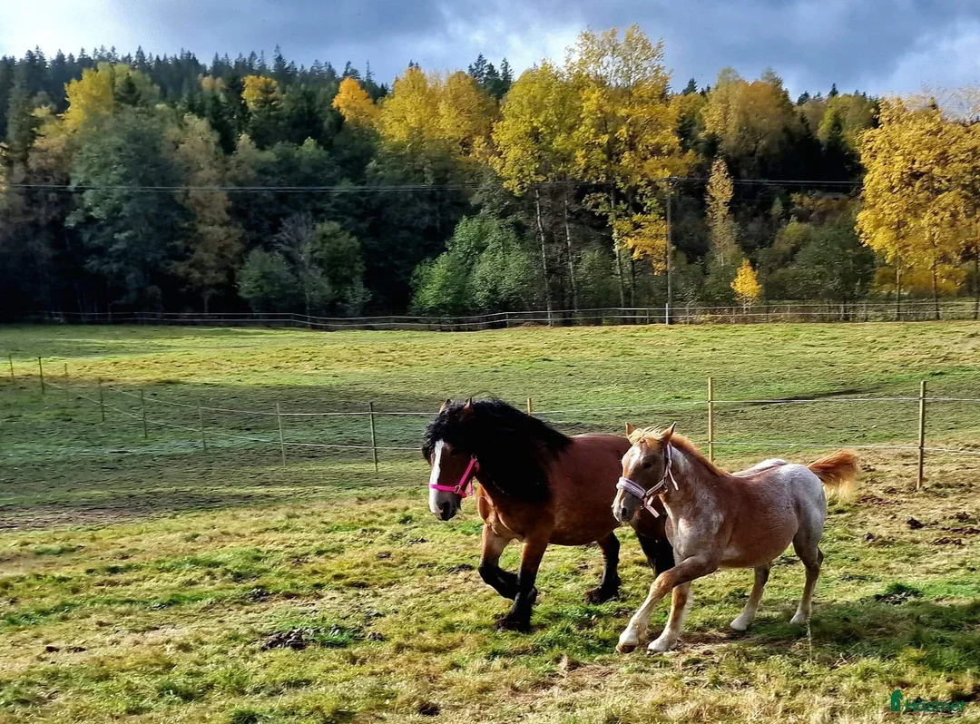  stallplats finnes: Stallplats ledig I Lilla edet - Annons 6